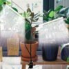 Grow Healthy Indoor Plants With 50W 84 LED Dual Head Clip Plant Lights - 4/8/12H Timer & 5 Dimmable Levels